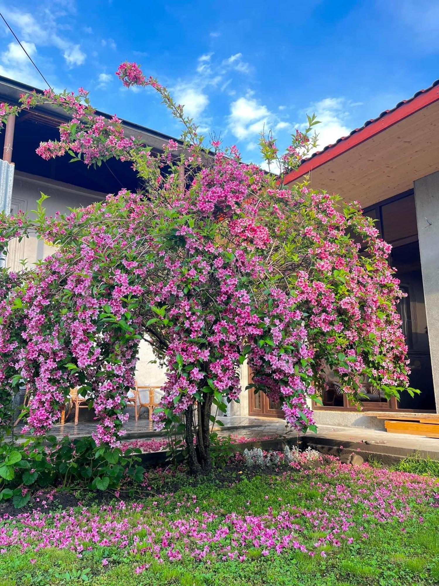 ,,Anna'S" Guesthouse K'vemo Alvani Buitenkant foto